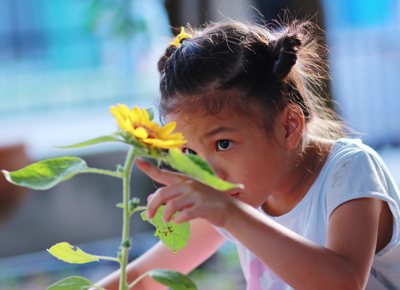Plant a sunflower and see how tall it grows
